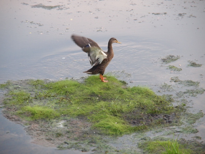 [Side view of a mallard standing on a grassing area in the middle of the water with its wings stretched behind it. The white underfeathers of the near wing are clearly visible. The far wing has a smooth arc shape as all feathers appear to be adult length.]